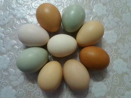 Курицы и петухи, инкуб.яйцо
