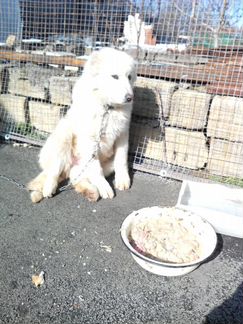 Продается кавказская овчарка (щенок 6 месяцев