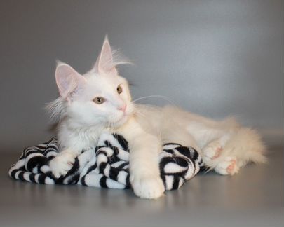 Кошка Мейн-кун белого окраса 5мес