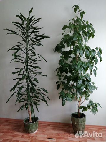 Китайская роза, драцена широколистная