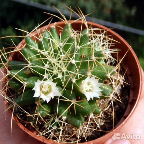 Кактус Долихотеле изогнутоколючковая