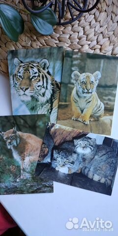 «Открытки времён СССР с животными»