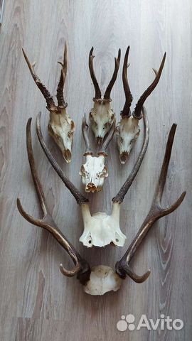 Рога оленя, косули, козла и череп
