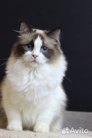 Девочка Рэгдолл (Ragdoll) тряпичная куколка