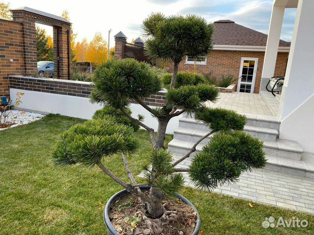 Бонсай штамбы сосна горная, ель голубая, можжевель