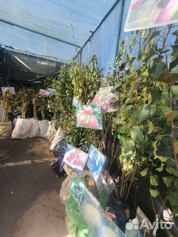 Саженцы плодовых деревьев и декоративных культур