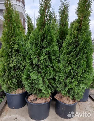 Туя Западная (Смарагд / Брабант / Коломна)