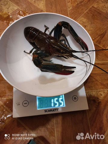 Австралийский рак