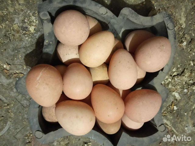 Цесариное яйцо