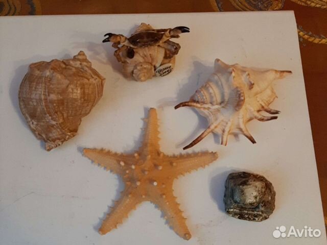 Морские раковины/ ракушки, Звезда