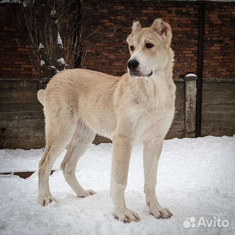 Кавказский волкодав - друг и охранник