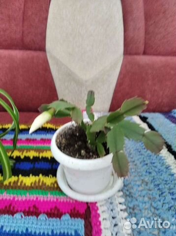 Хамедорея и комнатные цветы