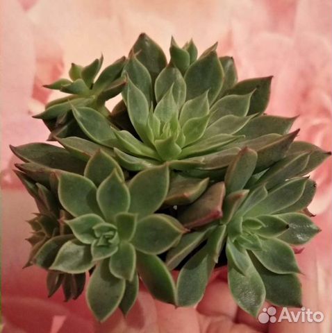 Суккуленты часть 3