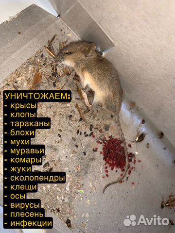 Дезинфекция Уничтожение Насекомых Плесени Крыс