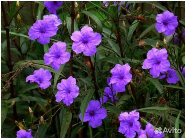 Руэллия Бриттона