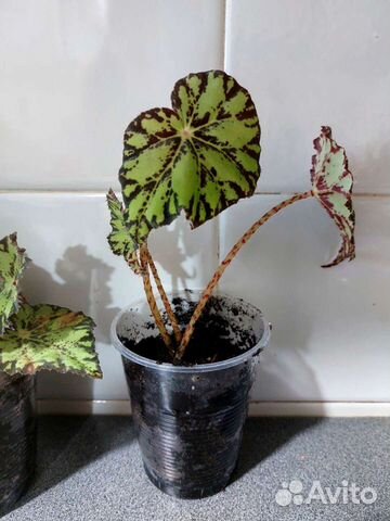 Бегония тигровая и бегония черный принц