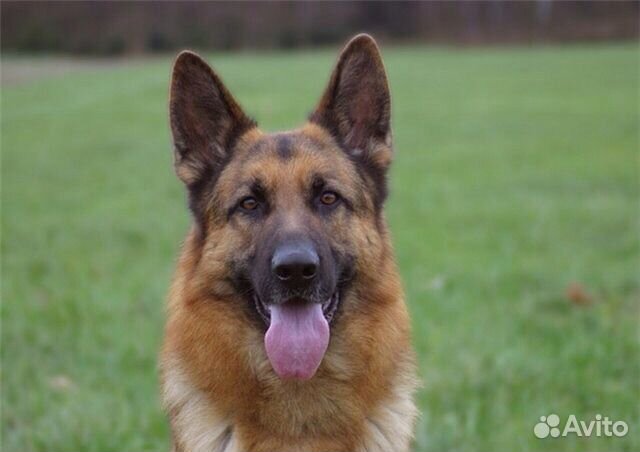 Фото Чистокровной Немецкой Фото Чистокровной Немецкой