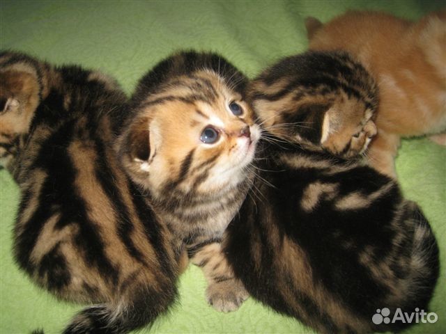 мрамор на золоте котята фото онлайн мрамор на золоте котята фото