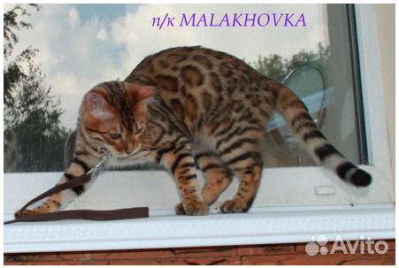 Бенгальские котята купить на Зозу.ру - фотография № 4