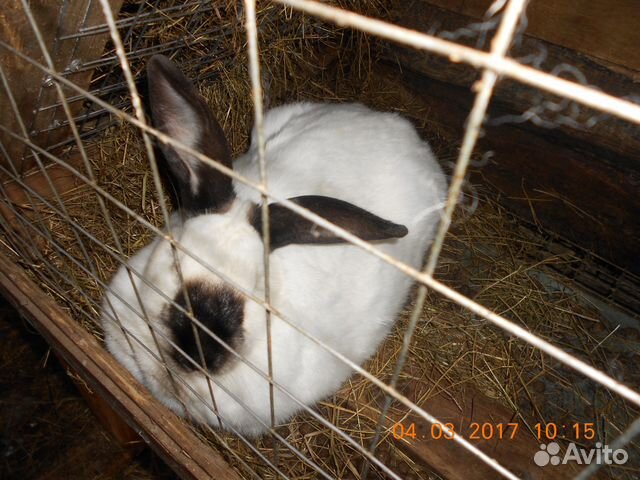 кролики в хозяйстве. кролик черный с рыжим. авито вышний животные.