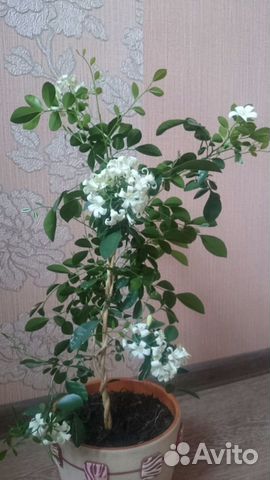 Домашние растения, Мурайя