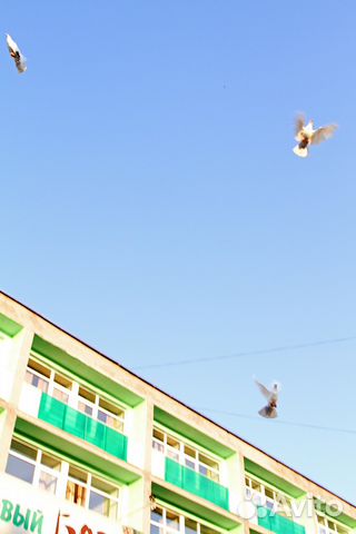 Выпуск белых голубей на свадьбе и празднике купить на Зозу.ру - фотография № 5