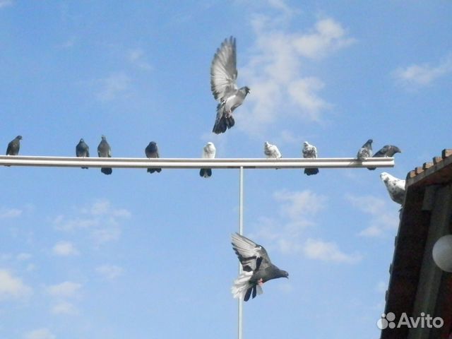 Николаевские летные торцовые голуби купить на Зозу.ру - фотография № 6