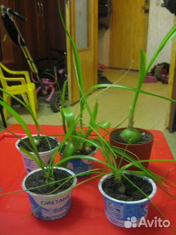 Китайский лук