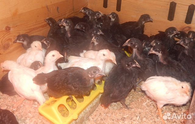 Инкубационное яицо(Маран,Леггорн стандарт) цыплята купить на Зозу.ру - фотография № 3