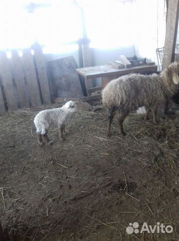 Продажа овец, баранов и ягнят для разведения купить на Зозу.ру - фотография № 7