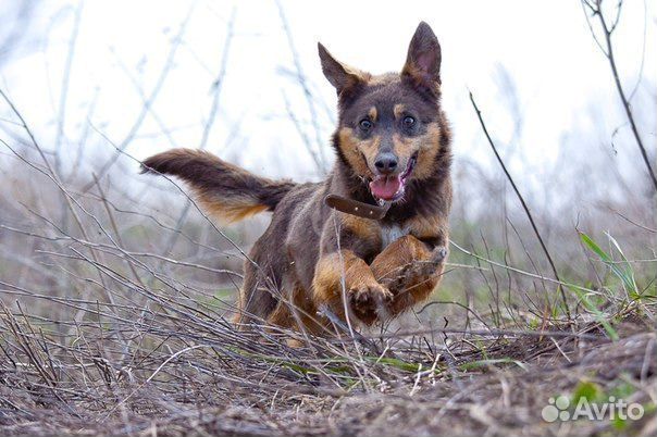 Собака по кличке Баклажанка купить на Зозу.ру - фотография № 2