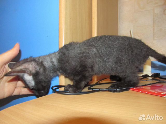 Продам котёнка донской сфинкс браш купить на Зозу.ру - фотография № 2