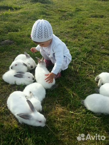Кролики породы калифорниец купить на Зозу.ру - фотография № 1
