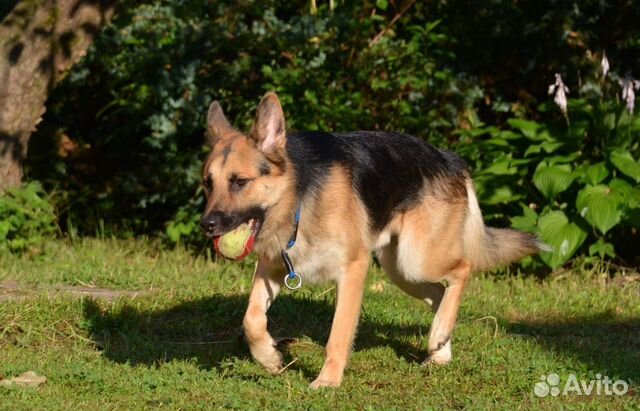 Рекс - статный парень, добрый Рекс - статный парень, добрый