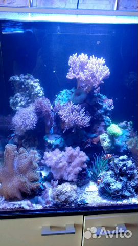 Кораллы мягкие