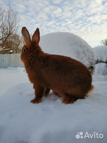 Чистопородные племенные кролики купить на Зозу.ру - фотография № 4