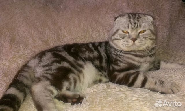 Шотландский котик приглашает на вязку