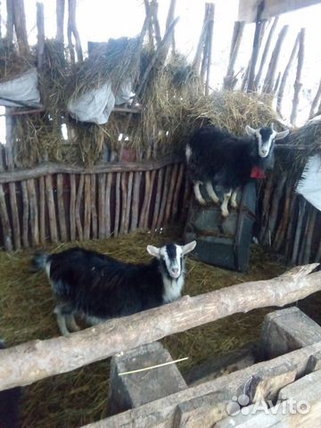 Продаются козы, индоутки на развод, индюка купить на Зозу.ру - фотография № 3