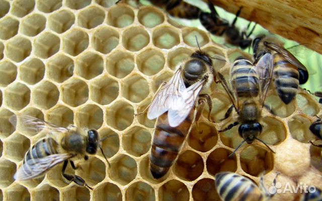 Пчел местной помеси. Помесь Дальневосточной пчелы купить на Зозу.ру - фотография № 1