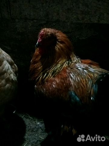 Цыплята породы Брама купить на Зозу.ру - фотография № 6