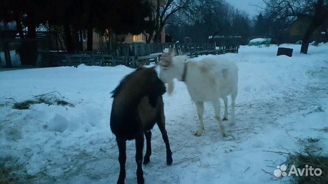 Два чистокровных красавца для свиданий