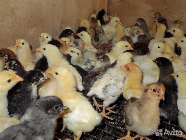 Цыплята суточные запись на 2.апреля купить на Зозу.ру - фотография № 1