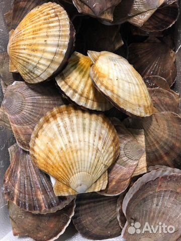 Морской гребешок живой