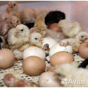 Куриное домашнее яйцо для инкубации купить на Зозу.ру - фотография № 4