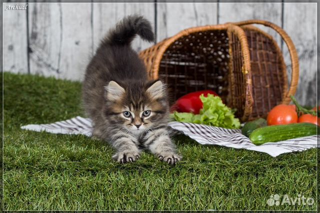Сибирские котята купить на Зозу.ру - фотография № 1