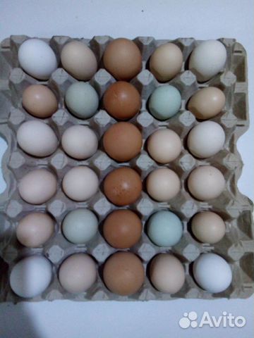 Продаю инкубационное яйцо купить на Зозу.ру - фотография № 2