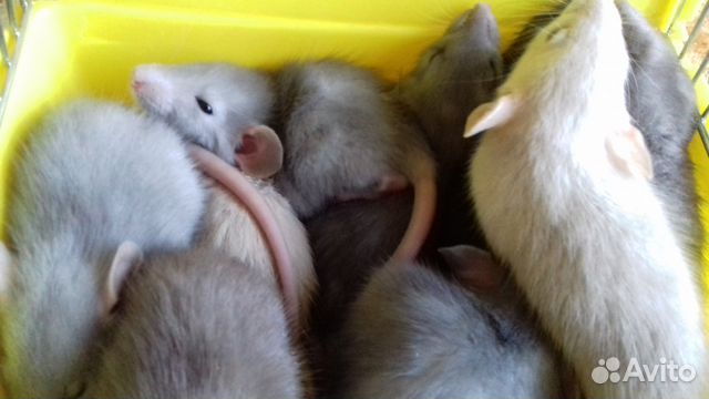 Крысята Дамбо редких окрасов Крысята Дамбо редких окрасов