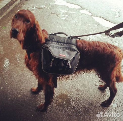 Рюкзак для собаки Ezy Dog купить на Зозу.ру - фотография № 1