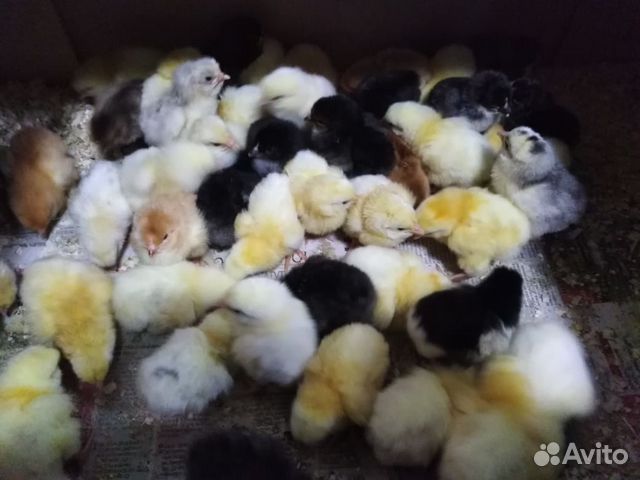 Суточные породистые цыплята купить на Зозу.ру - фотография № 1