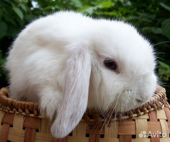 Карликовые кролики купить на Зозу.ру - фотография № 2